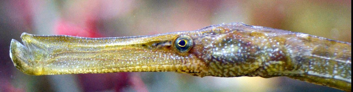 Syngnathus typhle_02